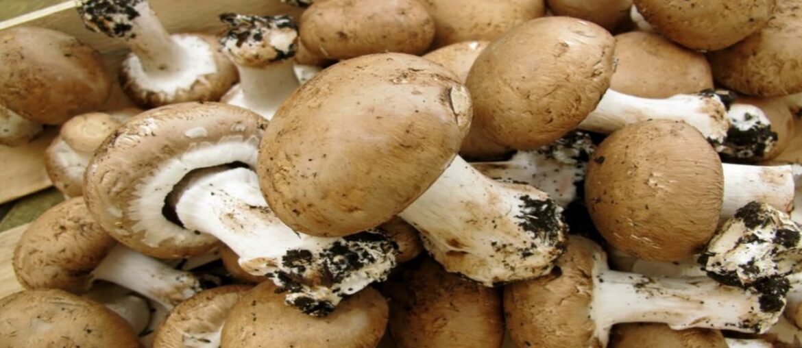 What type of mushroom is the healthiest?