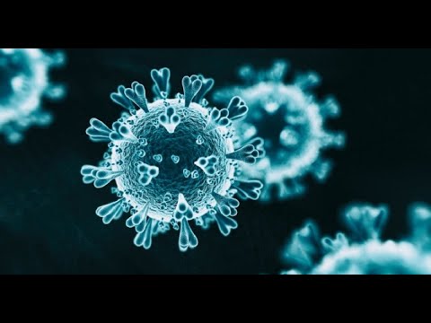 Study: Immune system 'remembers' coronavirus for at least six months