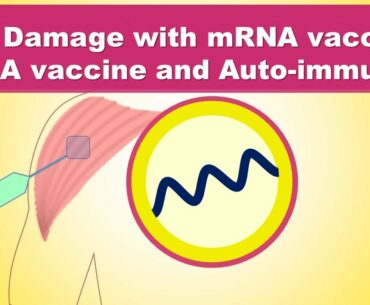 Can mRNA vaccines alter the DNA? mRNA Vaccine and auto-immunity? Moderna/Pfizer's COVID-19 vaccine