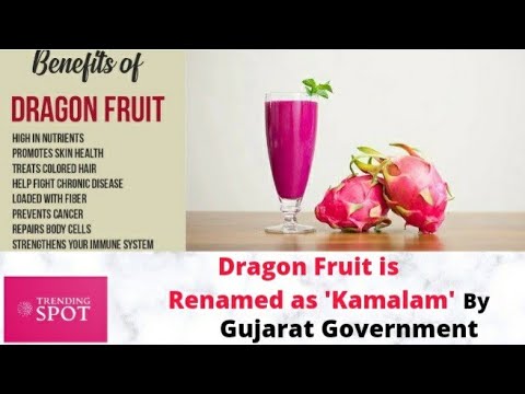 Dragon Fruit is high nutritive fruit | that is renamed as 'Kamalam' by Gujarat Government