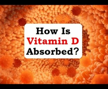 How is vitamin D absorbed? (by Abazar Habibinia, MD):