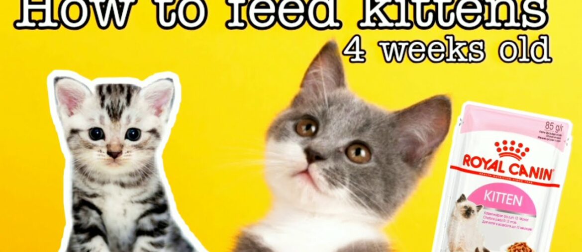 How to feed kittens at 4 weeks of age | Craziest Cat