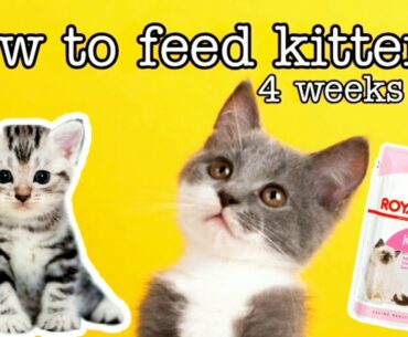 How to feed kittens at 4 weeks of age | Craziest Cat