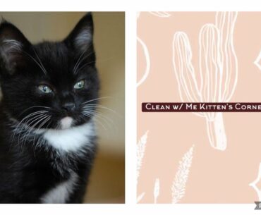 2021 Clean w/ Me! Kitten Room (corner) Edition