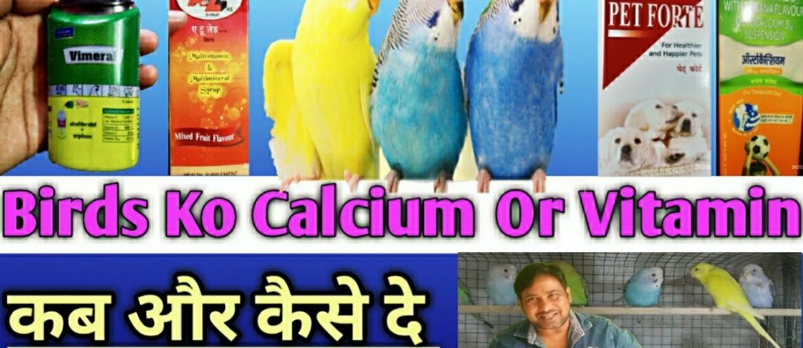 Budgies Parrot Ko Calcium Or Vitamin Kab Or Kese De || budgies parrot supplement calcium or vitamin