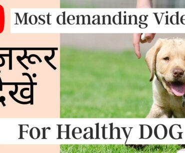 Importance of calcium and vitamins for dog | Make Your Puppy Healthy| PetLover