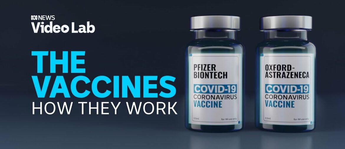 How will the COVID-19 vaccines work once they've been administered? | ABC News