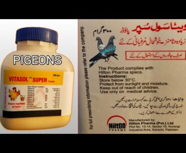 vitamins supplement pigeons|vitasol super powder|pigeon vitamins|pigeon lover Waheed|calcium pigeon|