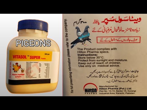 vitamins supplement pigeons|vitasol super powder|pigeon vitamins|pigeon lover Waheed|calcium pigeon|