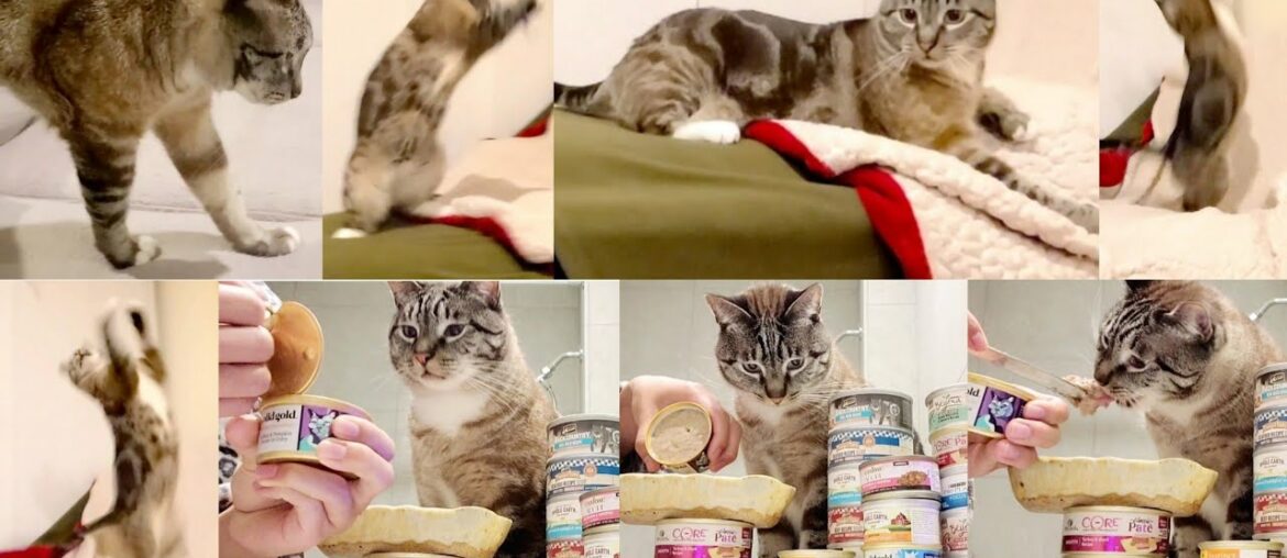 Solid Gold Wholesome Selects Turkey & Pumpkin in Gravy Holistic Grain Free Kitten Adult Wet Cat Food