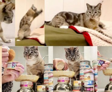 Solid Gold Wholesome Selects Turkey & Pumpkin in Gravy Holistic Grain Free Kitten Adult Wet Cat Food