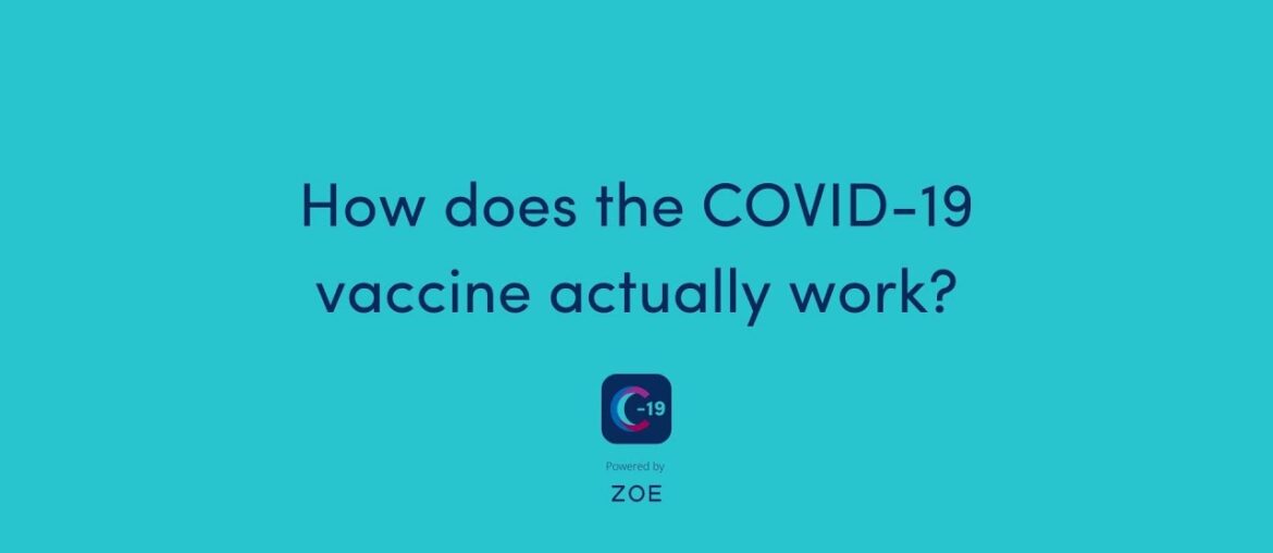 How does the COVID 19 vaccine work?