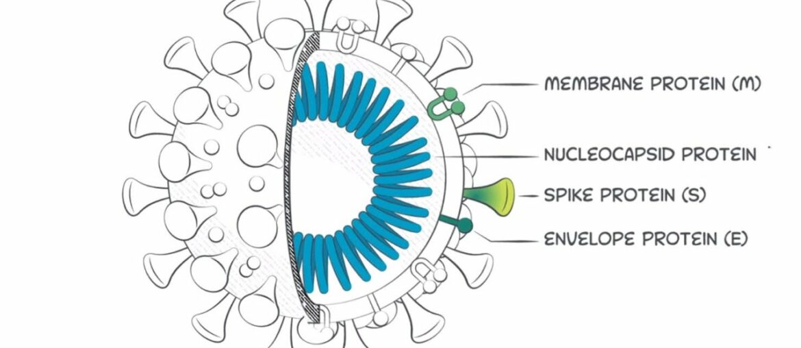 SARS-CoV-2 IgG antibodies and why the receptor-biding domain of the spike protein is so important