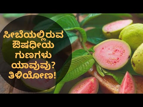 BENEFITS OF GUAVA | VITAMIN C | NATUROPATHY | DR VENKATRAMANA HEGDE | VEDA WELLNESS