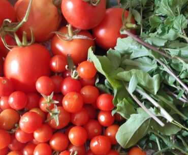 HARVESTING  FRESH AND HEALTHY VEGGIES FOR LUNCH.  ( Jan.27, 2021)