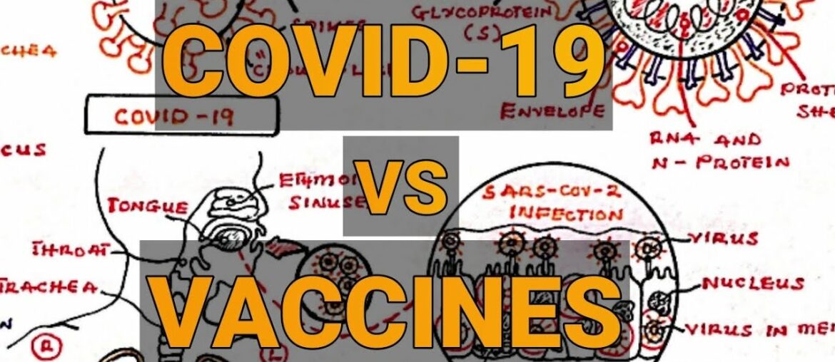 COVID-19 illustration : What Happens when you Get Infected with Corona Virus | New Strains | Vaccine