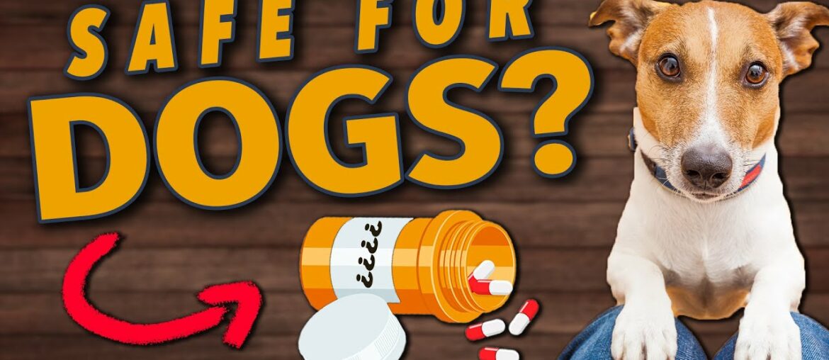 Can I give my Dog Human Vitamins?