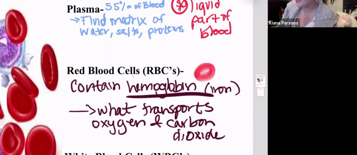 Immune System Day 1