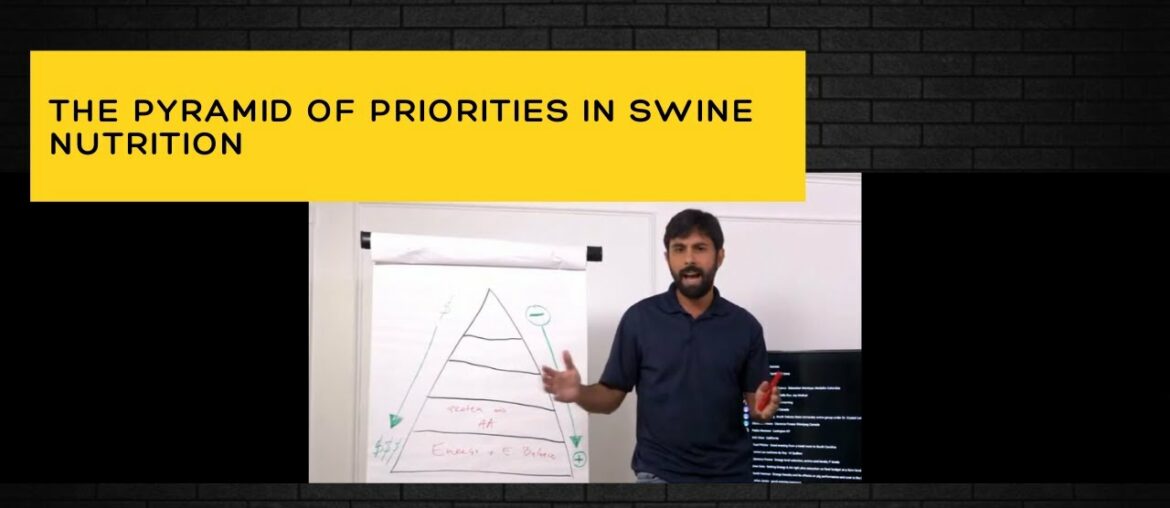 The pyramid of priorities in swine nutrition