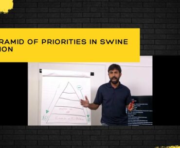 The pyramid of priorities in swine nutrition