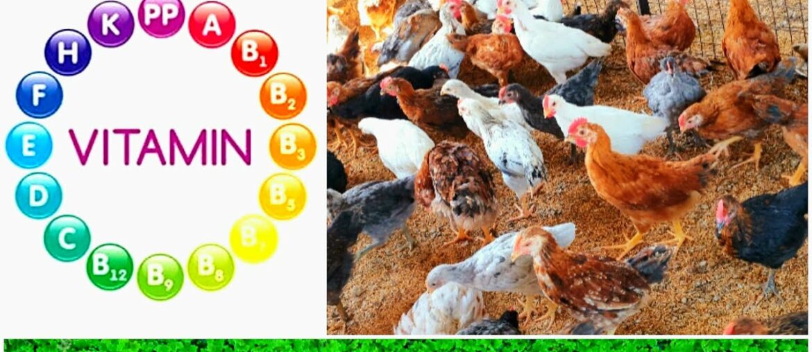 Vitamins for Desi Poultry