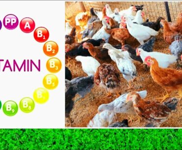 Vitamins for Desi Poultry