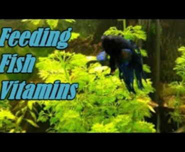 Feeding Tropical Fish - Vitamins