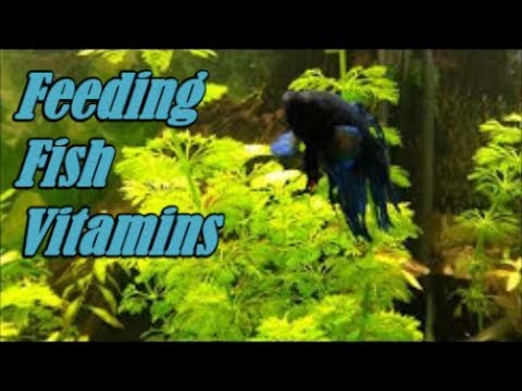 Feeding Tropical Fish - Vitamins