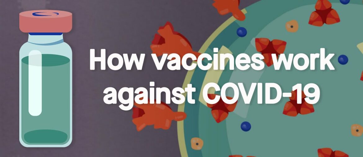 How vaccines work against COVID-19: Science, Simplified