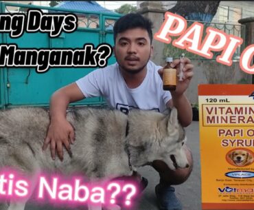 PAPI OB | Pregnant Update for Luna| Vitamins for Mama Dog