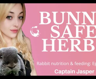 RABBIT NUTRITION & FEEDING E3: 9 Bunny safe herbs