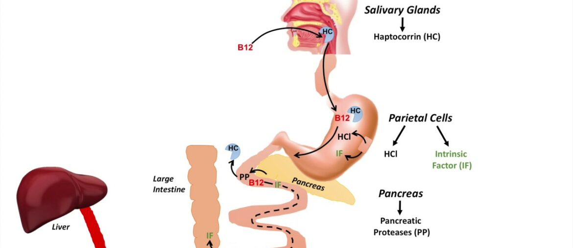 Vitamin B12 Digestion, Absorption and Metabolism