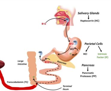 Vitamin B12 Digestion, Absorption and Metabolism