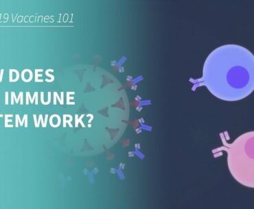 COVID-19 Vaccines 101: How does our Immune System work?