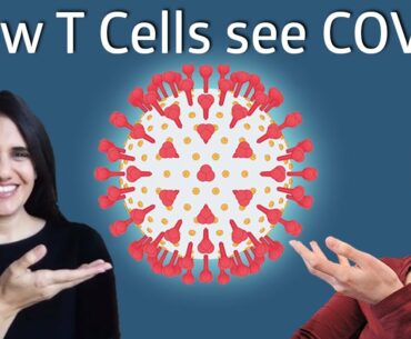 How do T cells recognize COVID infection?