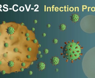 SARS-CoV-2 (Covid-19) Infection Process