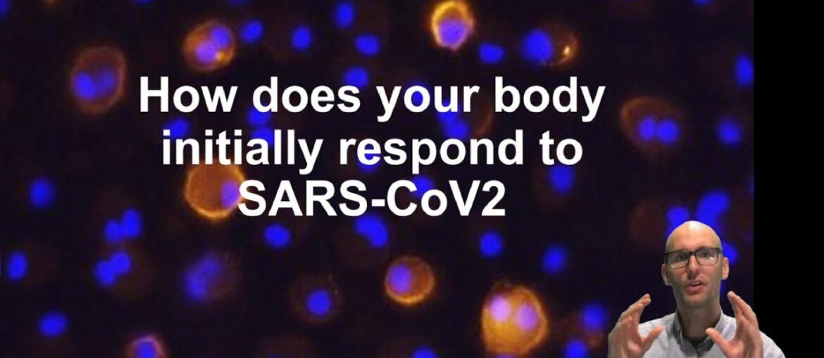 How does your innate immune system deal with SARS-CoV2 (COVID19)