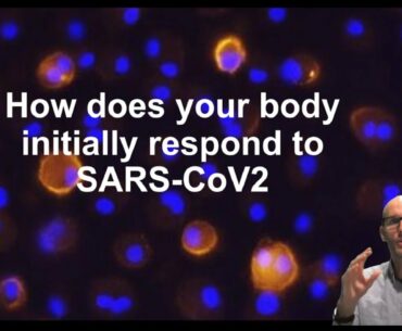 How does your innate immune system deal with SARS-CoV2 (COVID19)